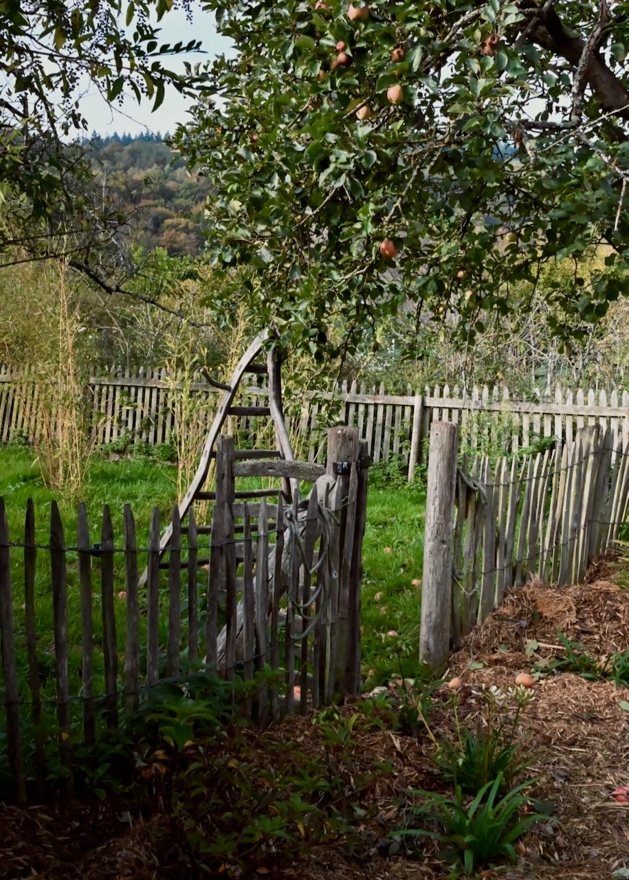 Pommier chargé de fruits au-dessus d'une clôture en bois rustique et d'une vieille échelle, dans un pré verdoyant